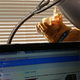 Cosmo contemplates killing birds while I contemplate reaching around my laptop to sneak in a petting.